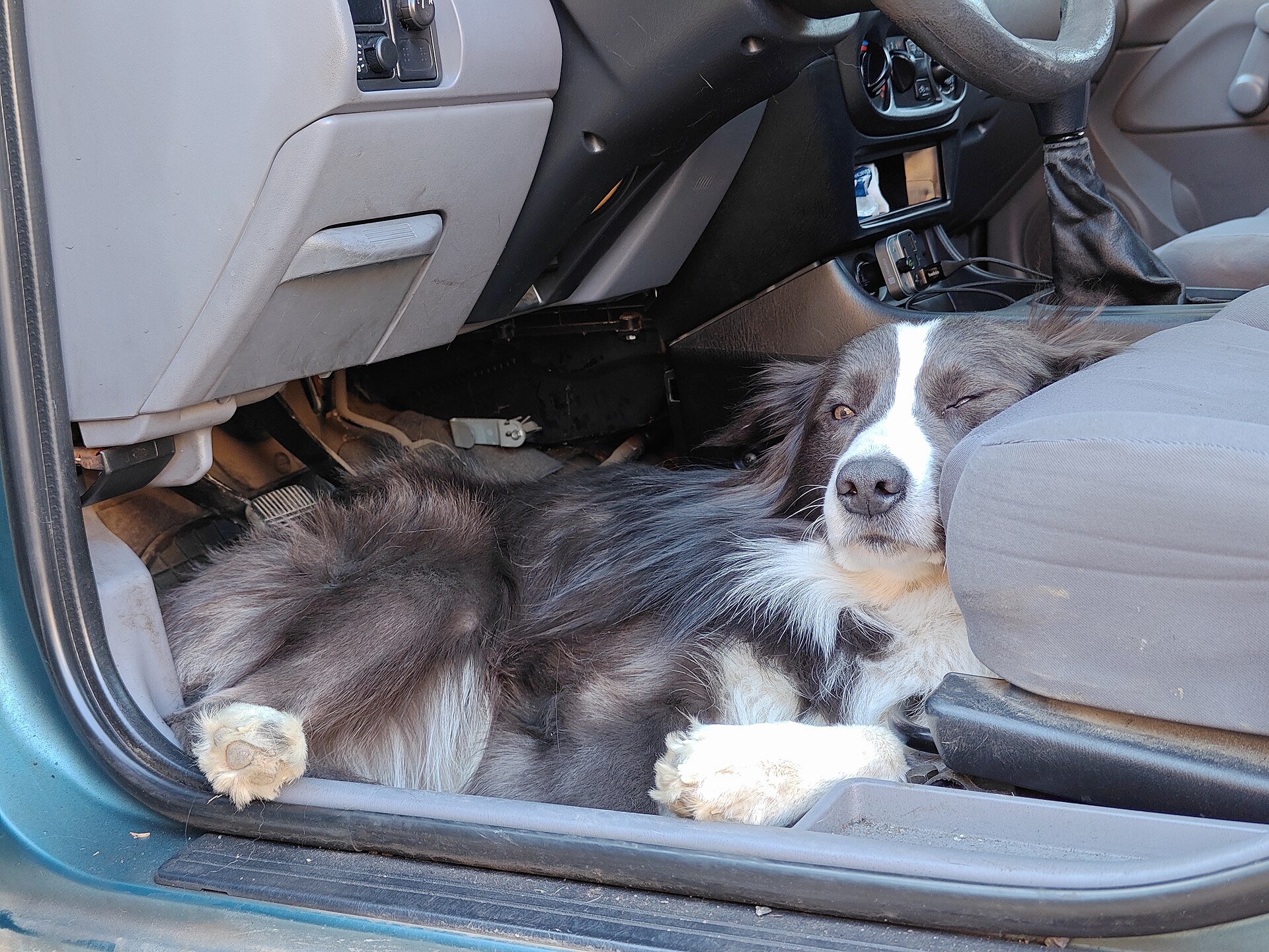 Border Collie lying in the driver's footwell beside the pedals, an unsuitable position for travel