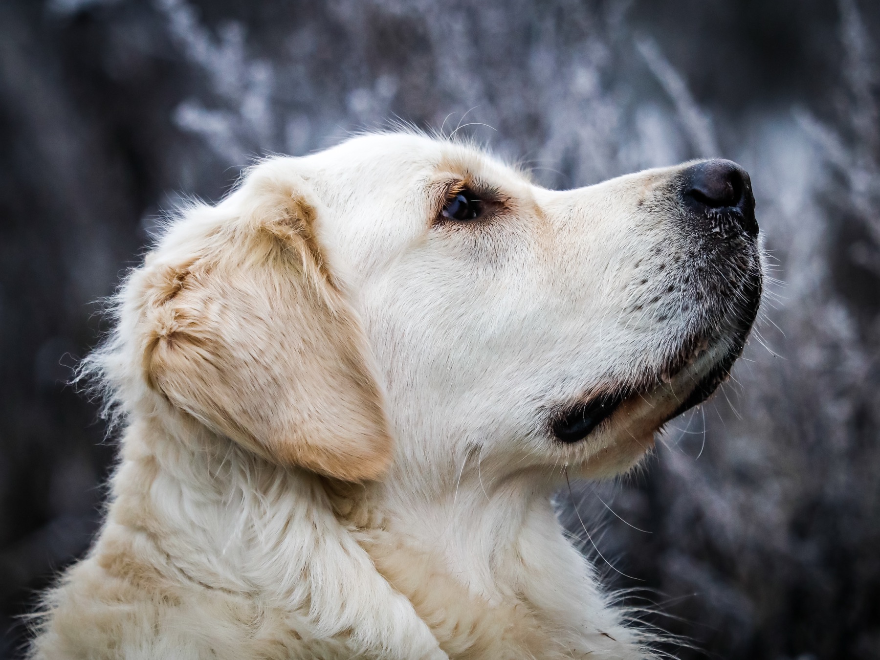 Best Dog Car Restraints: How to Read Crash-Test Claims Before You Buy hero image