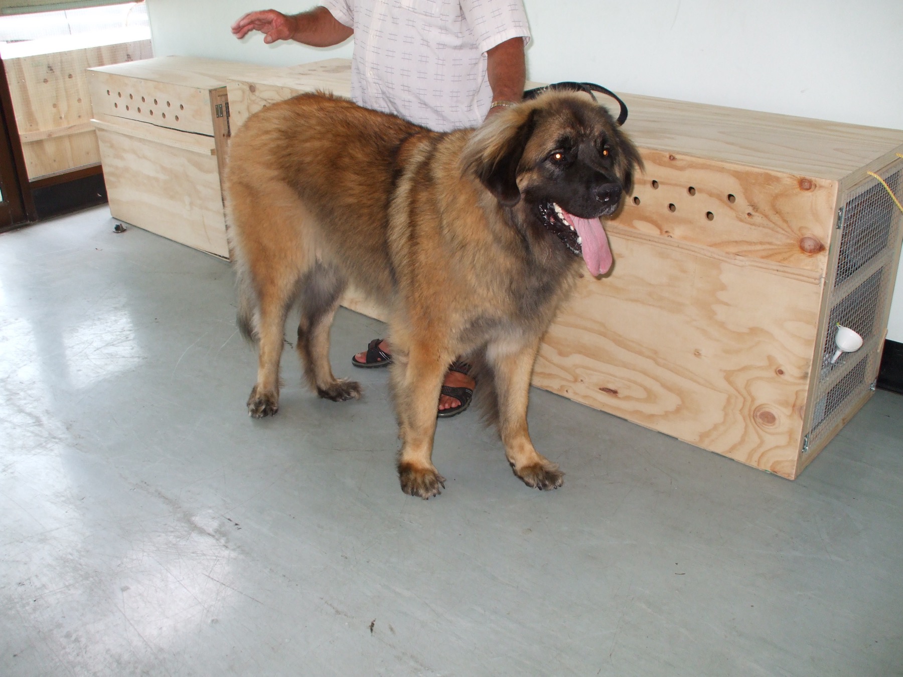 A Bernese Mountain Dog near a travel crate used for size comparison.