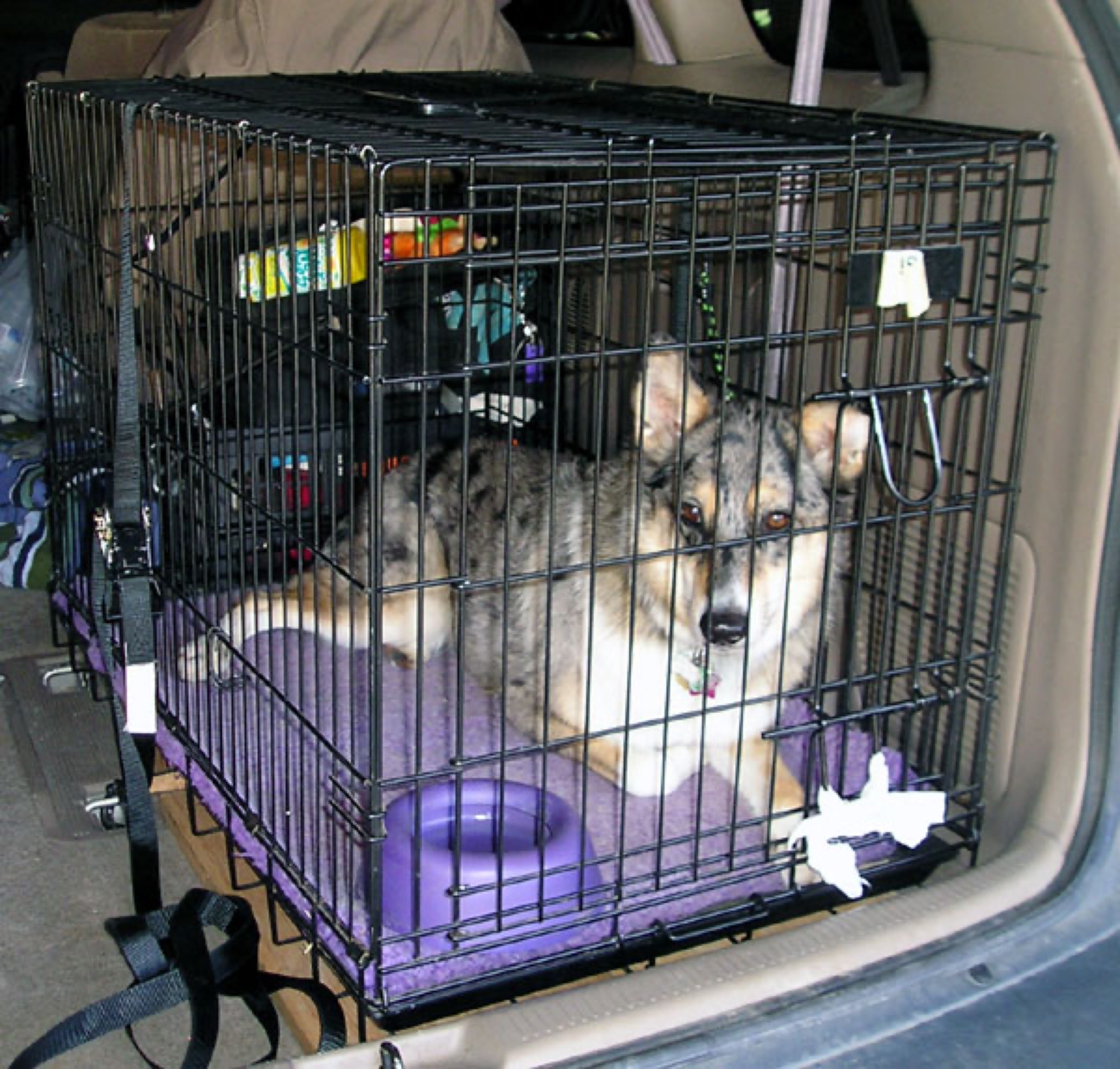 A dog lying in a car crate.