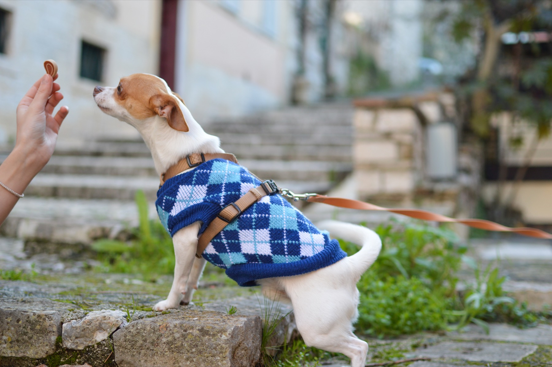 A dog taking a treat during a positive training moment.