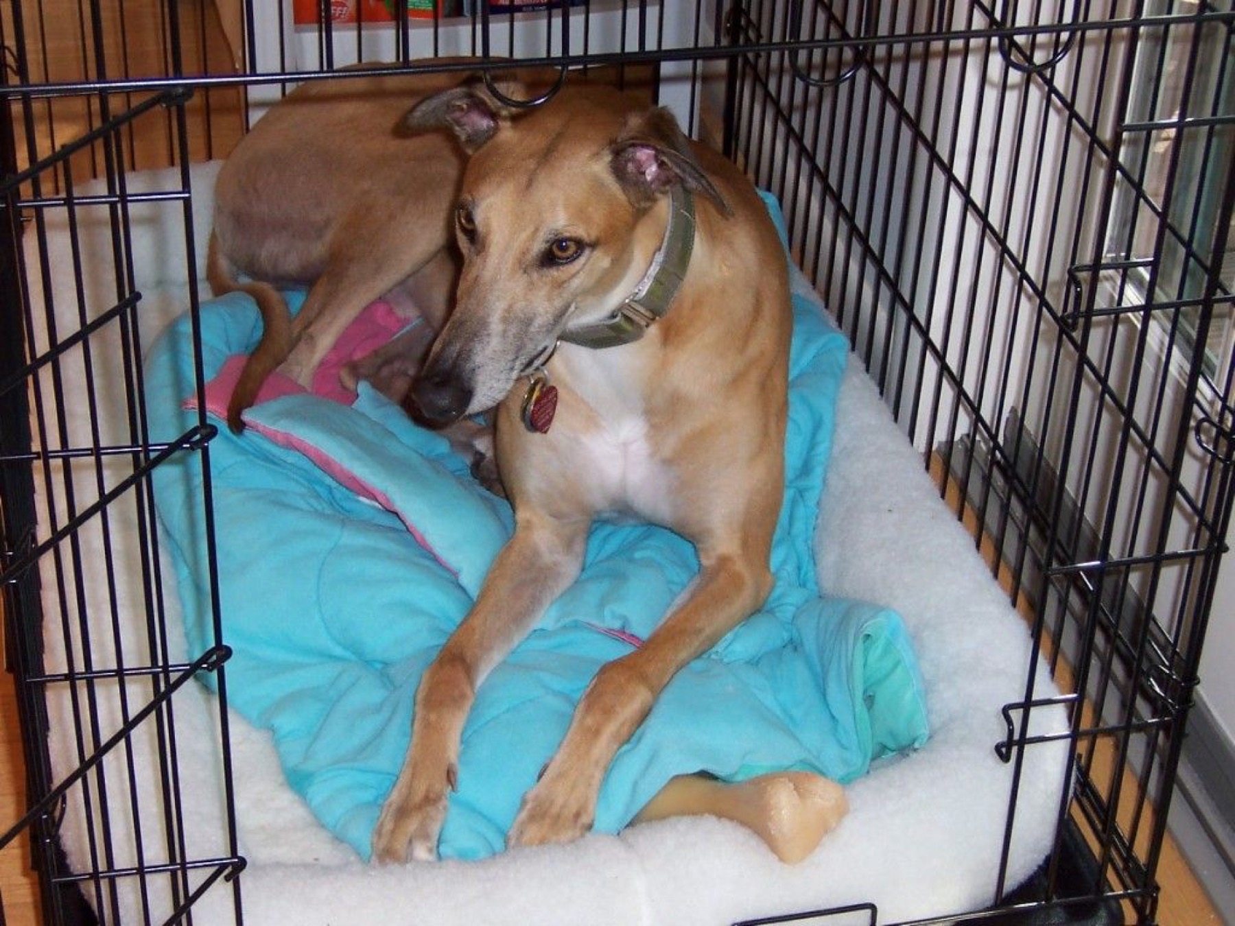 A greyhound resting inside a dog crate.