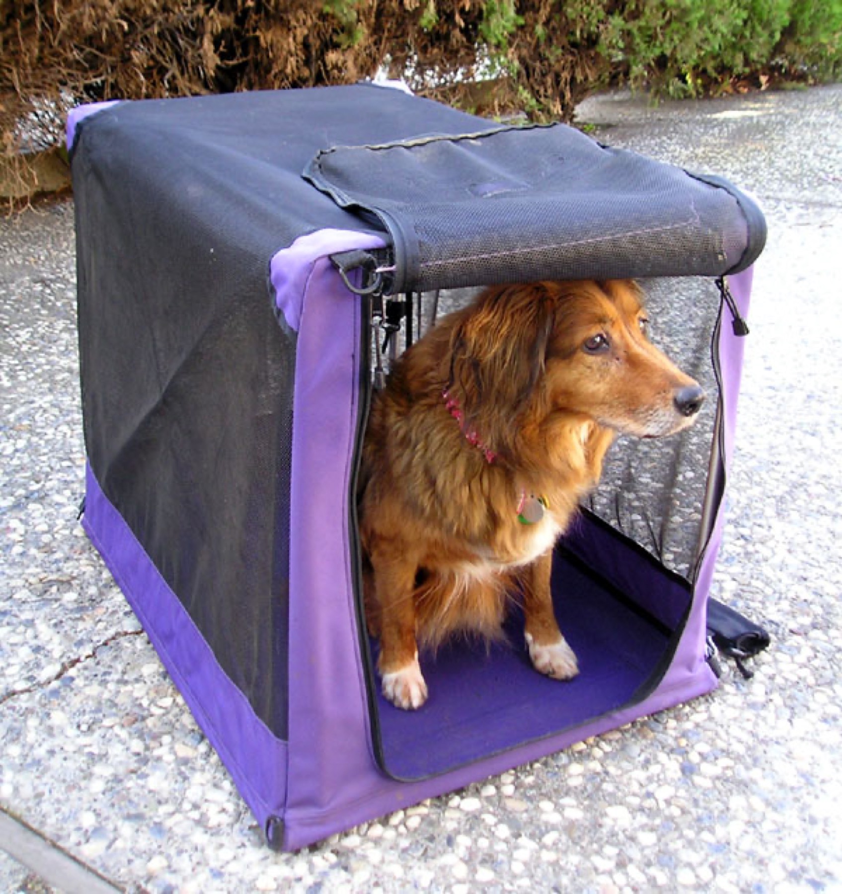A dog resting in a soft-sided crate.