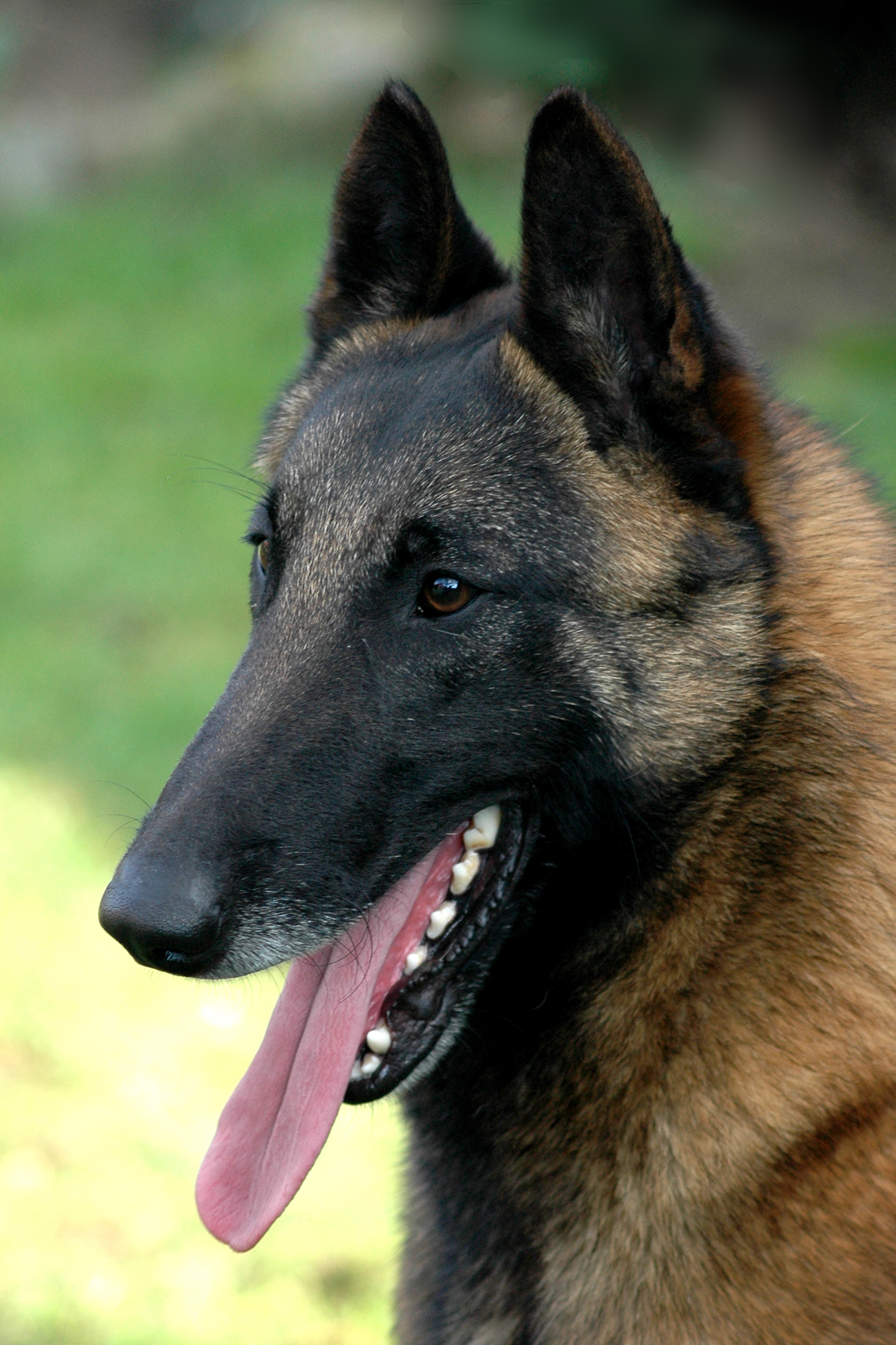 Dogs Life: Belgian Malinois — A Purpose-Bred Life in Its Prime hero image
