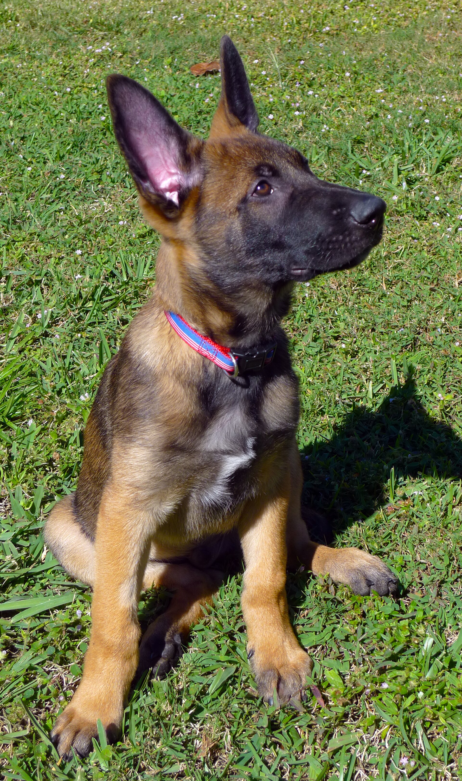 Modern ten-week-old Belgian Malinois puppy sitting on grass