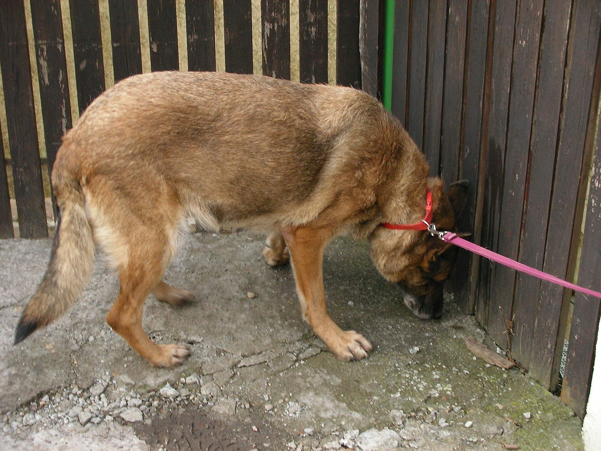 Modern female Malinois sniffing beside a wooden fence while on leash