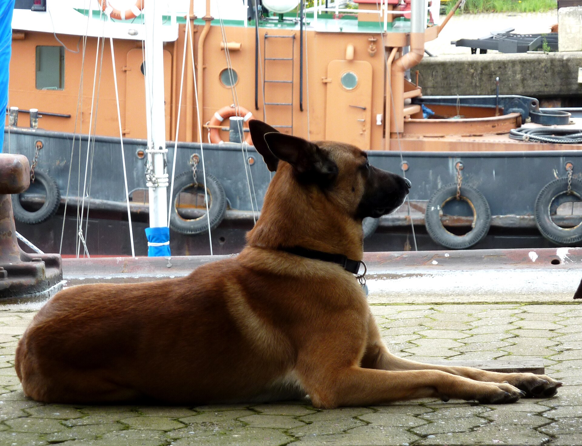 Modern adult Malinois resting beside moored boats