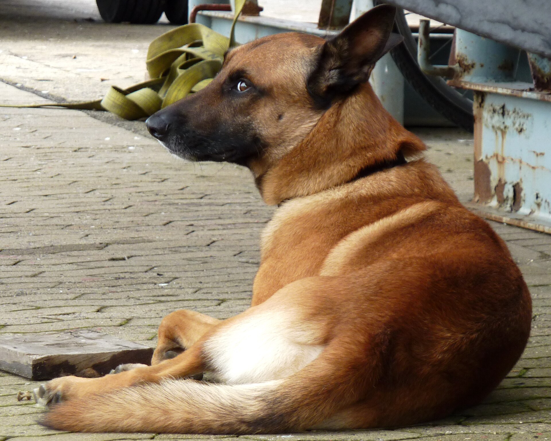Modern Malinois lying down and looking back over its shoulder