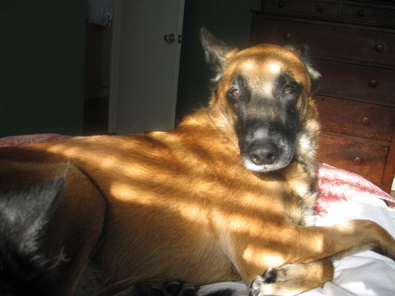Modern Malinois resting indoors in sunlight
