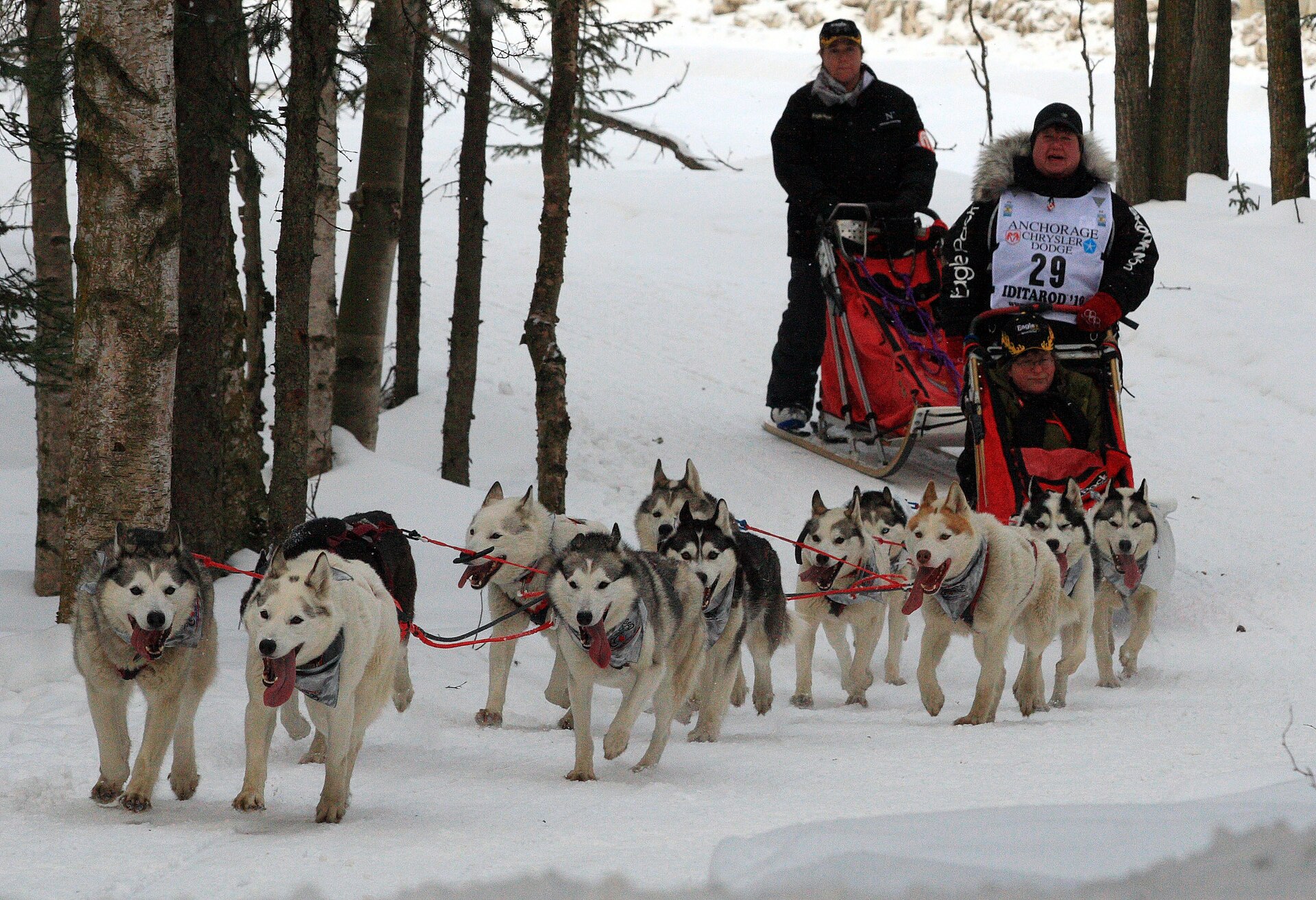 A modern team of Huskies running near Goose Lake.
