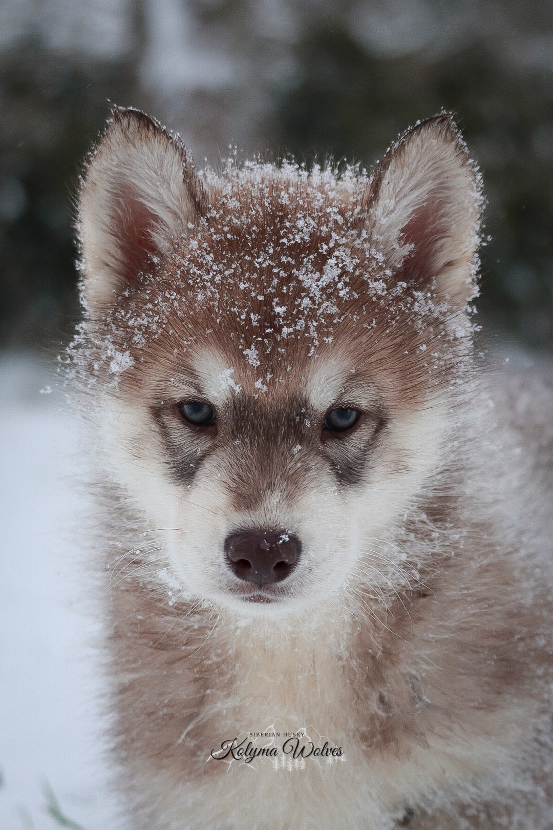 A Siberian Husky puppy in snow.