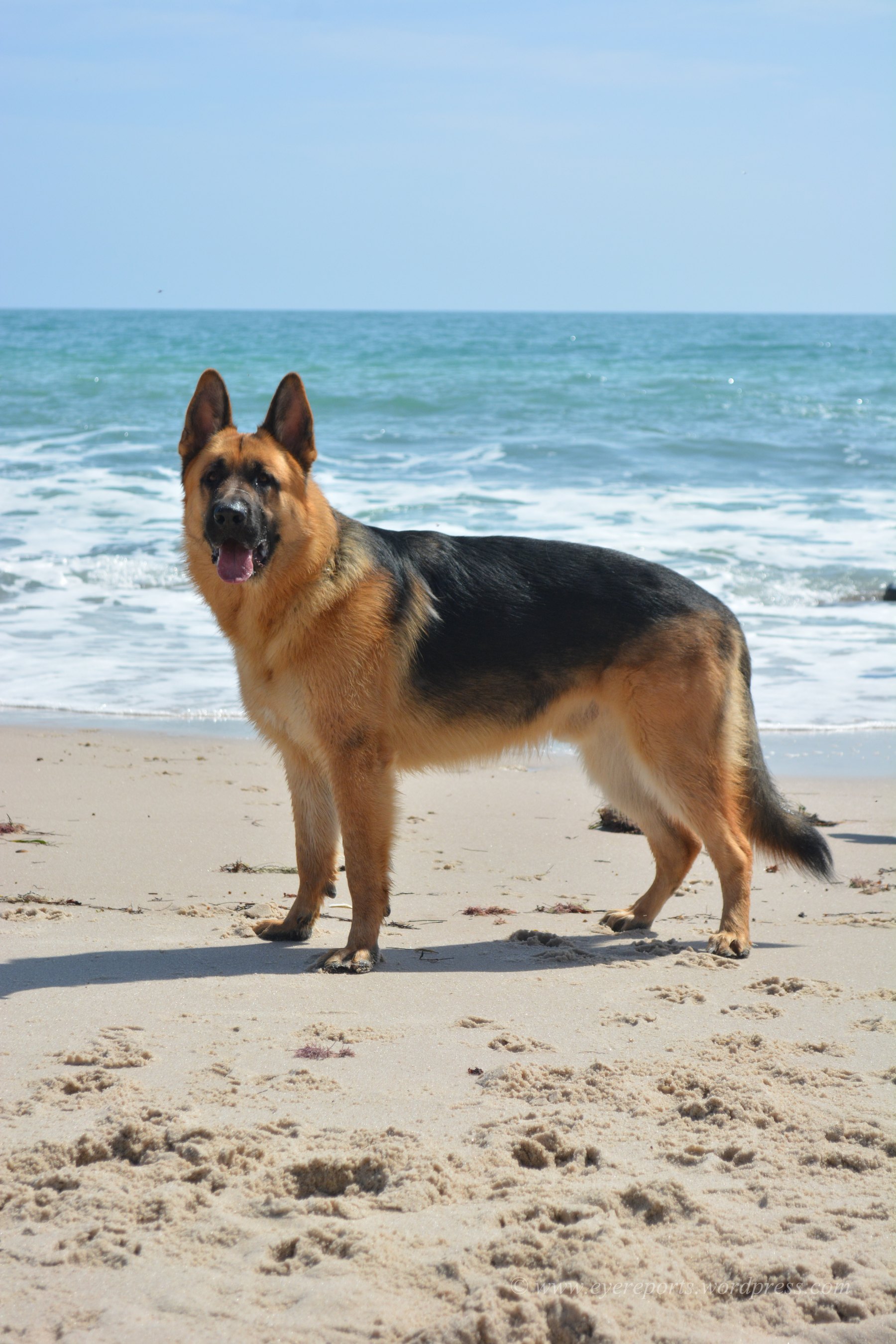 An adult German Shepherd standing in side profile on a beach.